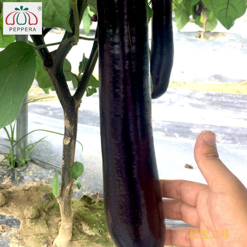 สวนสัตว์แดง 2 - ศึกษาเกี่ยวกับเมล็ดไข่ไข่ยาว รอบๆ 30 เซนติเมตร