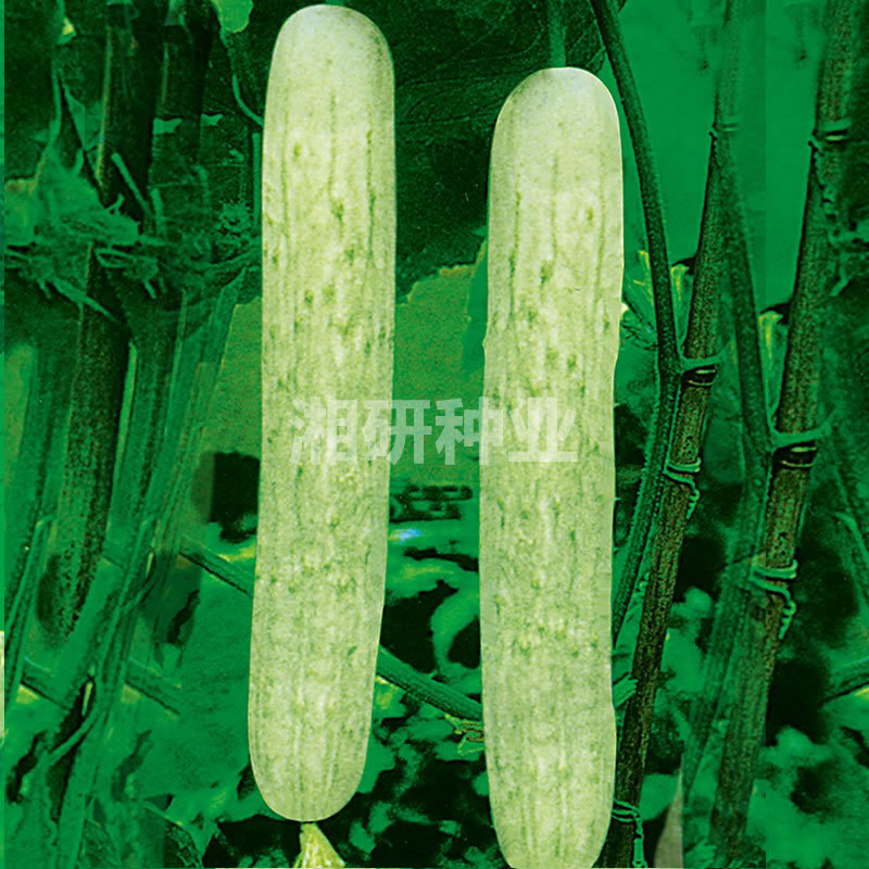 湘园一号【湘研】本地白黄瓜老品种，本品持续销售30多年