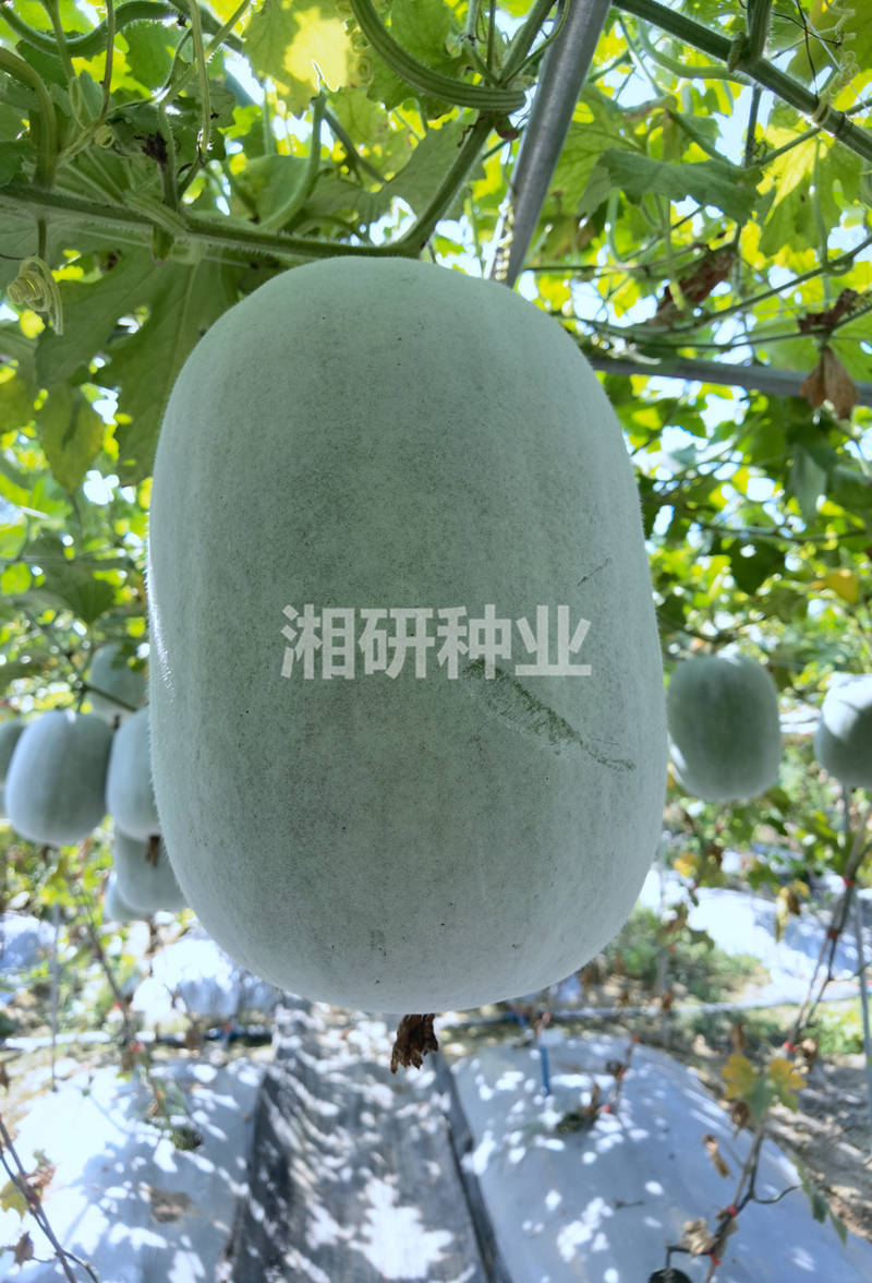 粉宝一号-湘研小粉冬瓜种子连续挂果多口感甜