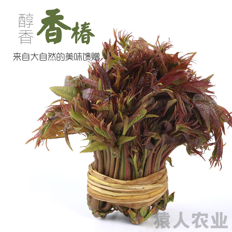 Yunnan's fragrance sprouts, delicious fragrances, and a thousand gs of red fragrances for vegetables.