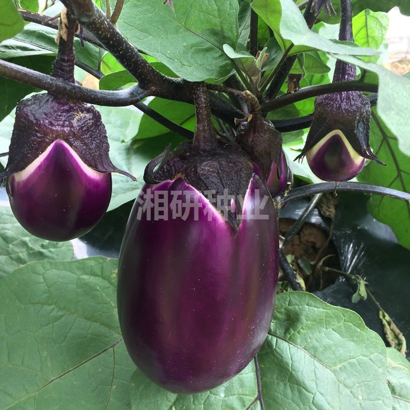 คอร์ดสีแดงในช่วงต้นของไข่สุกก่อน จะกลมเปลือกไข่ท้องถิ่น
