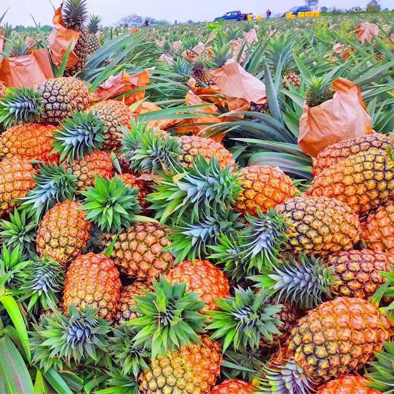 A box full of pineapple-sweet fruit hand torn out of the pineapple and juicy pineapple.