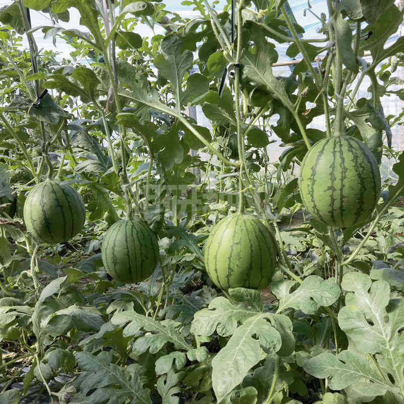 나는 90 일 동안 guacamole을 공부하고있다.