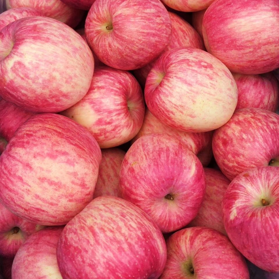 The red rich apples of Shilokawa High Mountain, fresh and sweet fruit, picked out 12 gift boxes for distribution.