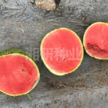 나는 90 일 동안 guacamole을 공부하고있다.