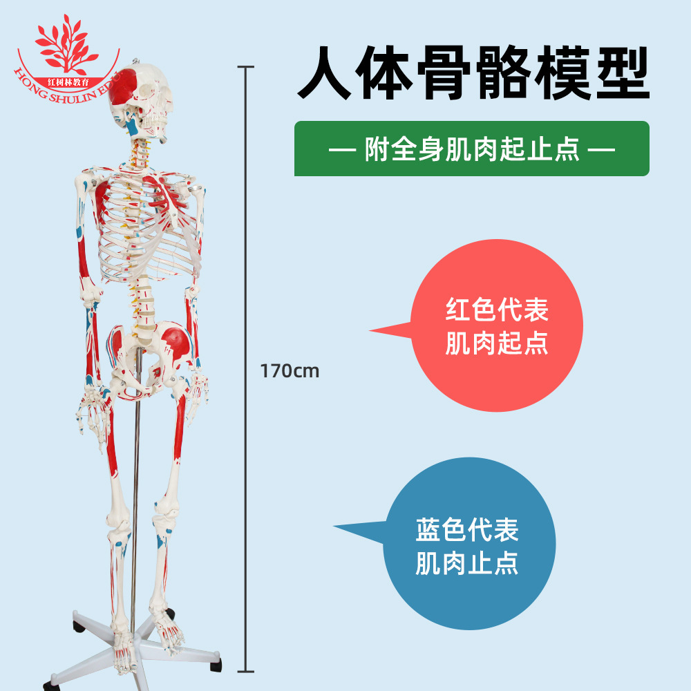 The body bone model is taught to draw 170 cm of colour with a body muscle.