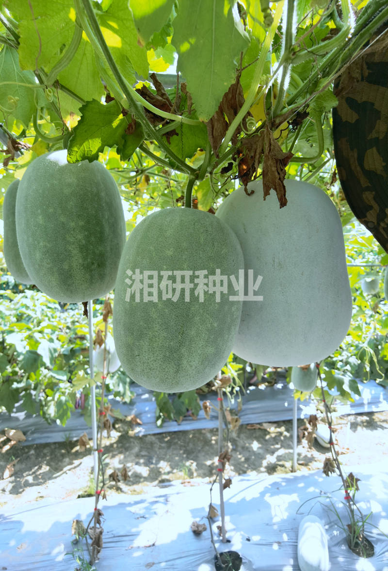 粉宝一号-湘研小粉冬瓜种子连续挂果多口感甜