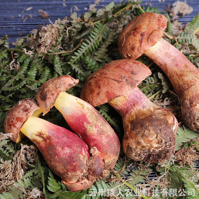 Yunnan eats the cactus onions, makes them fresh and delicious, up to 5 kilos of good.