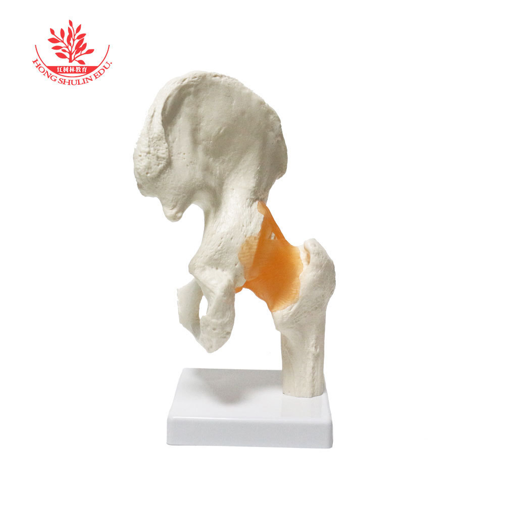 The human hip model FRT028 PVC material is taught with a functional adult hip joint.