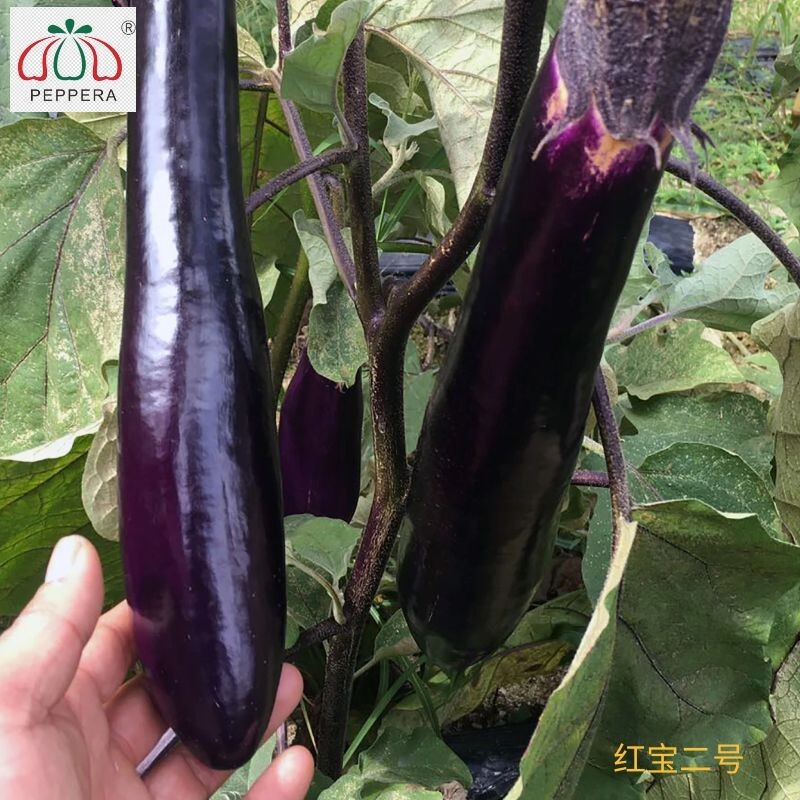 สวนสัตว์แดง 2 - ศึกษาเกี่ยวกับเมล็ดไข่ไข่ยาว รอบๆ 30 เซนติเมตร