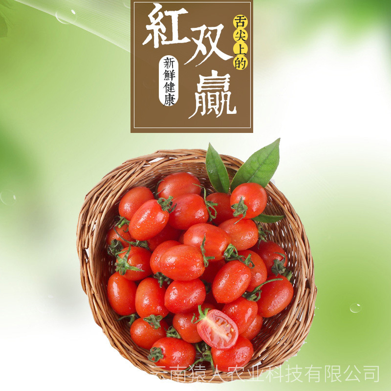 "Red Sisters of the Red Bronze, fresh fruit and sour sweet little tomato fruit producers, directly to support wholesale delivery."