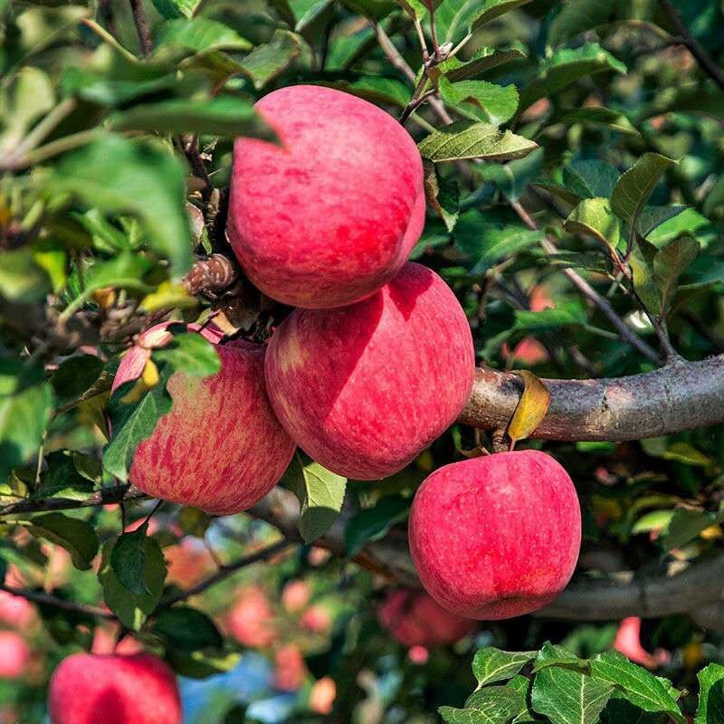 The 18-pack of fresh fruit with a total of 10 pounds of net weight.