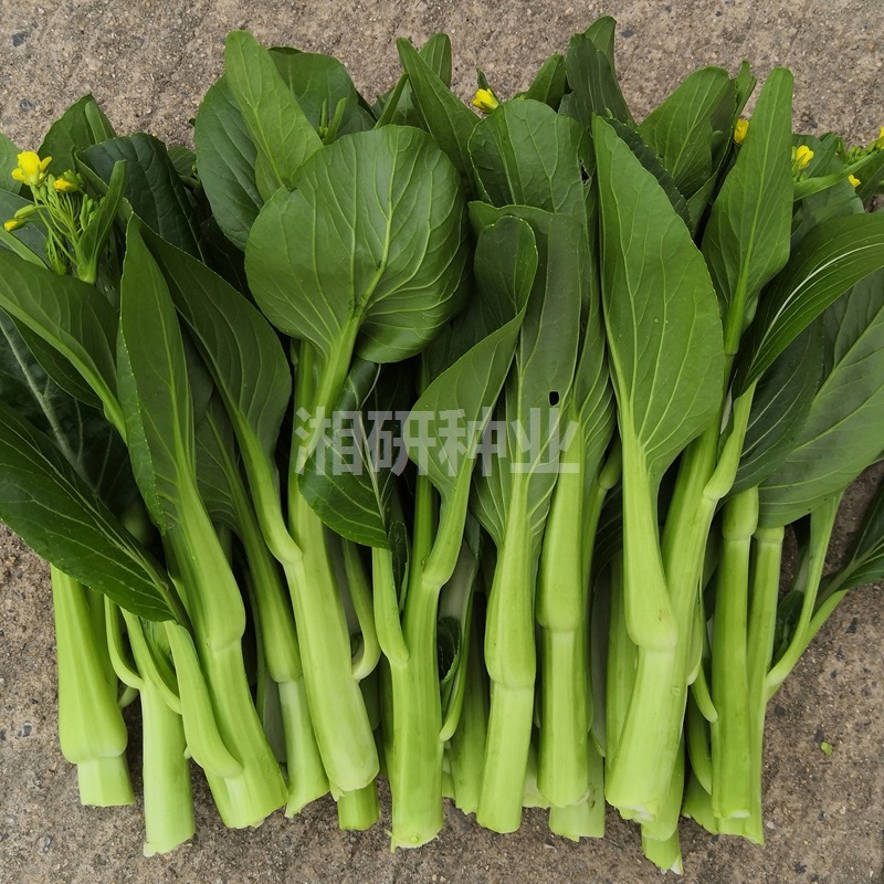 湘早薹四号【湘研】绿杆苔粗耐热白菜苔蔬菜种子
