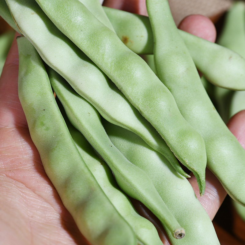 Fresh cat-eyes come from the place where they're made.