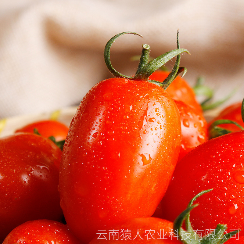 "Red Sisters of the Red Bronze, fresh fruit and sour sweet little tomato fruit producers, directly to support wholesale delivery."