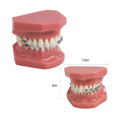 Những cái máng kim loại, răng màu đỏ chính thống, mô hình bò.