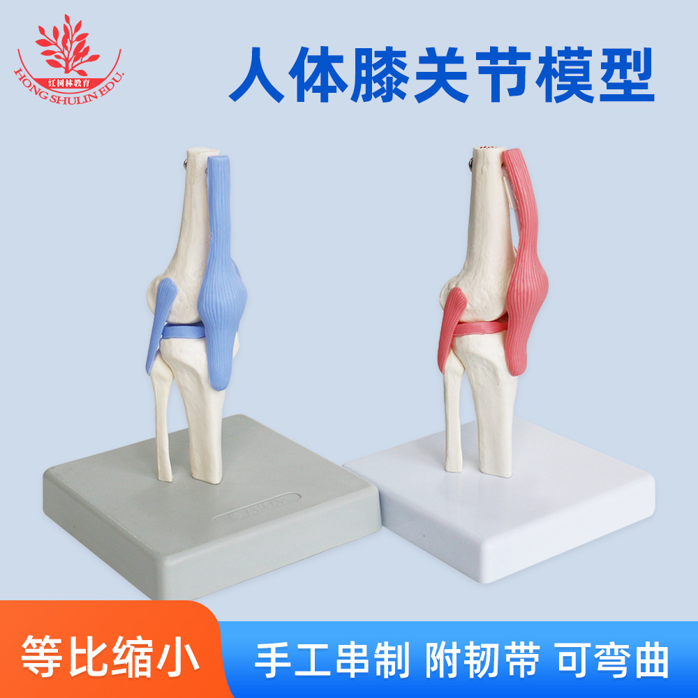 A medical teaching demonstration on the human natural knee joint model shows the arthropod model for patient communication.