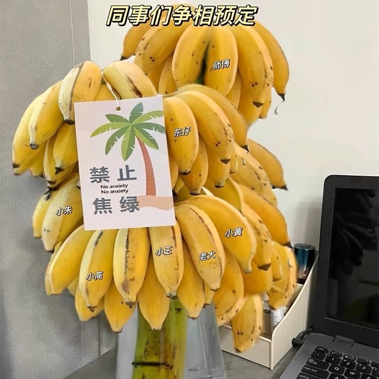 붉은 물 재배 벨트는 테이블 녹색의 중대한 납품을 만듭니다.