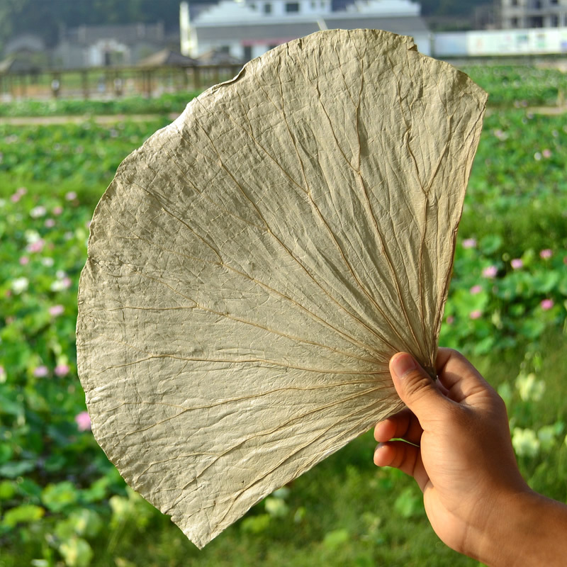 Weishan Lake's shea 차는 건조한 잎과 밥 분의 가득 차 있습니다 pheasant에게 불립니다.