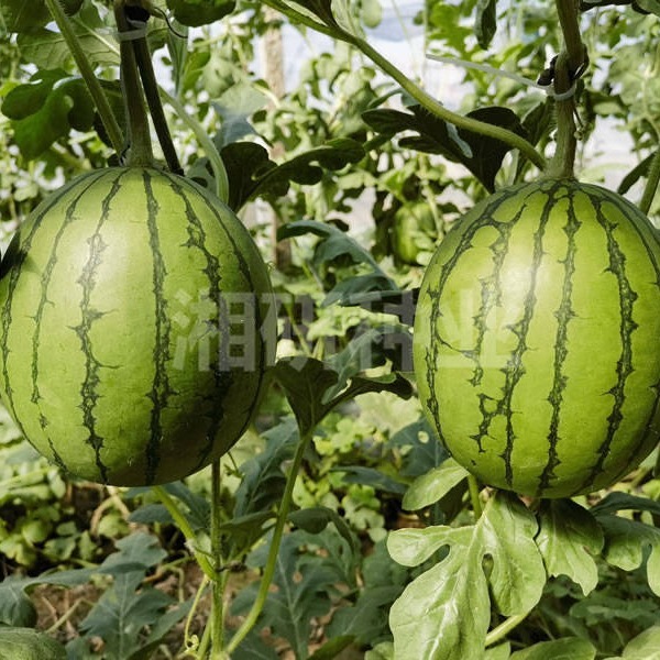 나는 90 일 동안 guacamole을 공부하고있다.