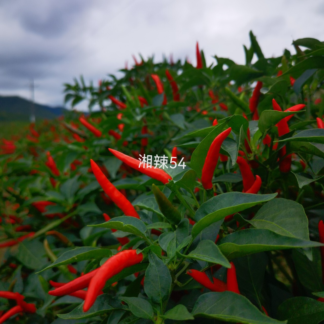 湘研小果6.5厘米单生朝天椒干鲜两用抗性好辣椒蔬菜种子—湘辣54