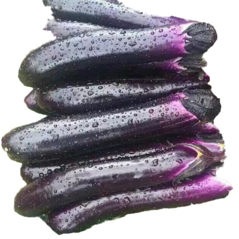 สวนสัตว์แดง 2 - ศึกษาเกี่ยวกับเมล็ดไข่ไข่ยาว รอบๆ 30 เซนติเมตร