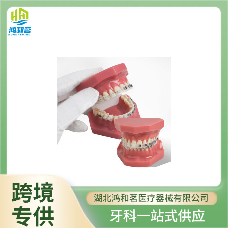 Dental belt metal troughs, orthodox red model teeth, pedagogue model.