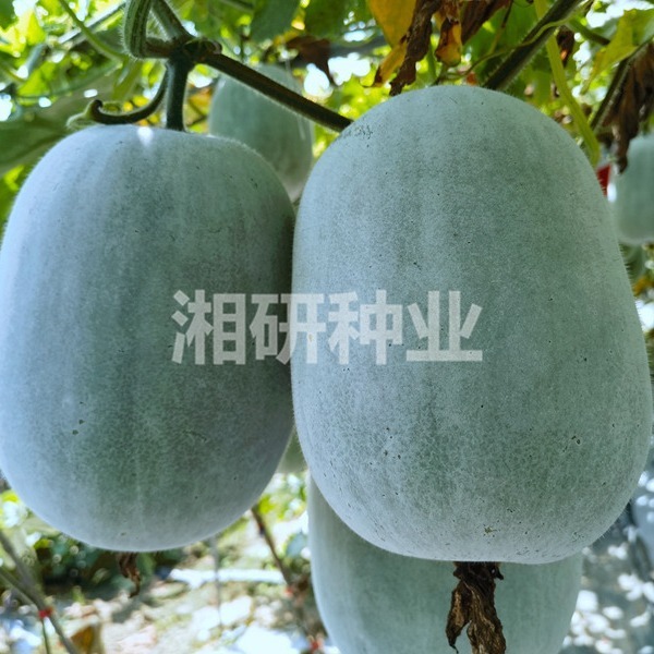 粉宝一号-湘研小粉冬瓜种子连续挂果多口感甜