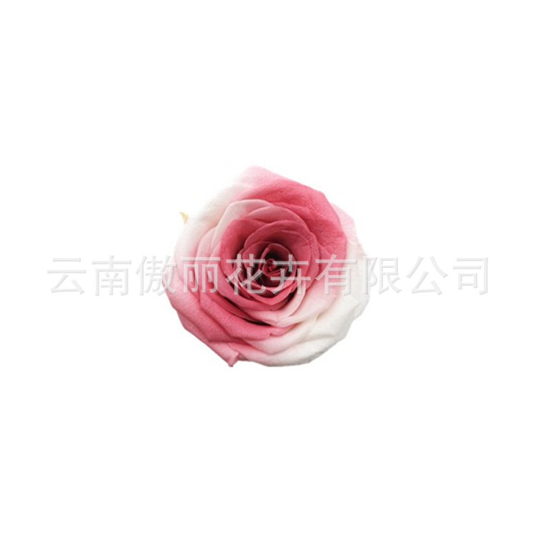 永生花/保鲜花/渐变玫瑰干花 云南昆明出口品质厂家批发定做5-6cm