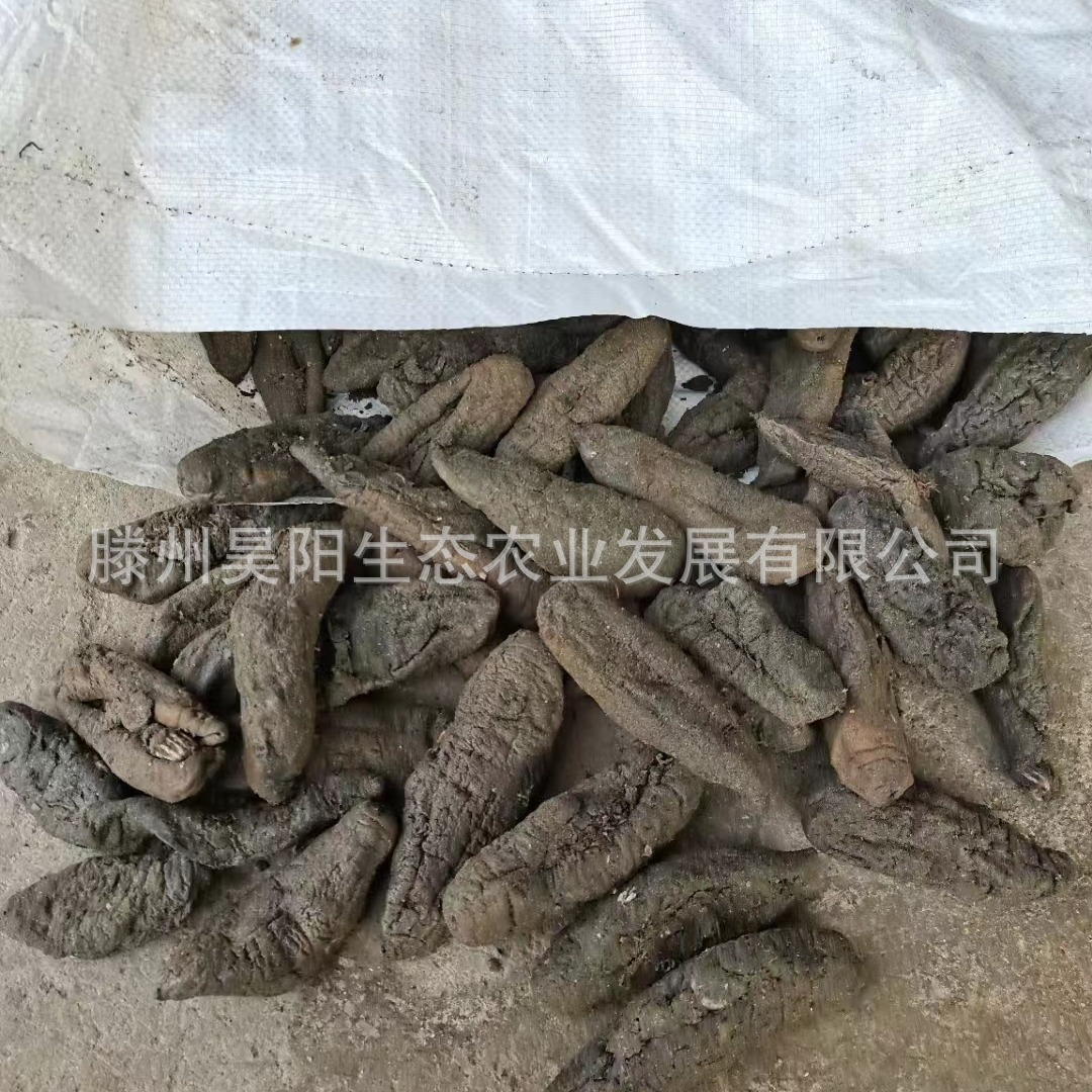 Dalian's dry eggplant is ginseng and dry sea cucumber is 50 pounds of sea cucumber.