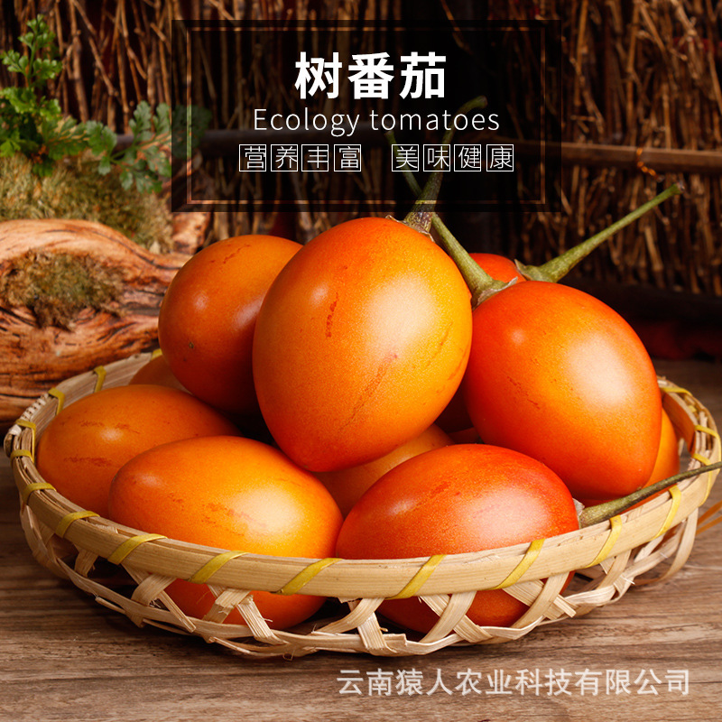 Yunnante sản xuất cà chua tươi và cà chua Yunnan.