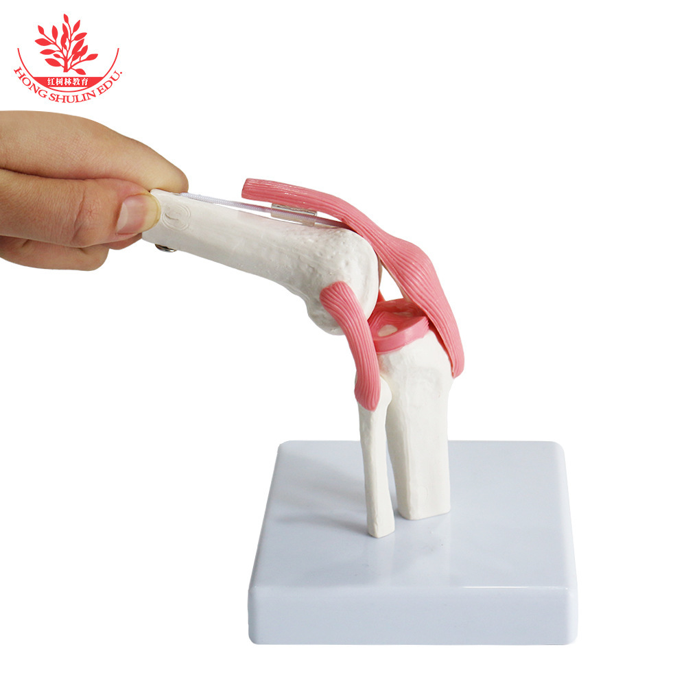 A medical teaching demonstration on the human natural knee joint model shows the arthropod model for patient communication.