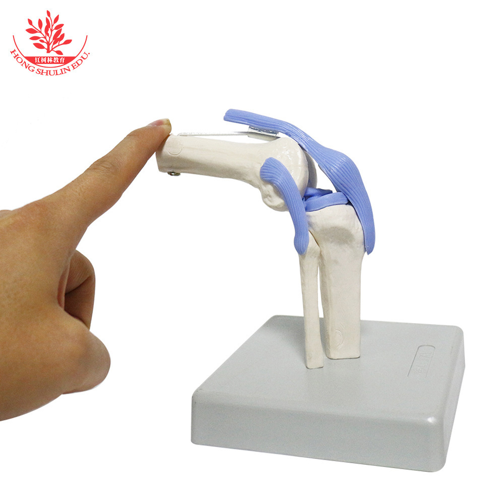 A medical teaching demonstration on the human natural knee joint model shows the arthropod model for patient communication.