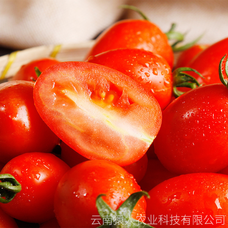 "Red Sisters of the Red Bronze, fresh fruit and sour sweet little tomato fruit producers, directly to support wholesale delivery."
