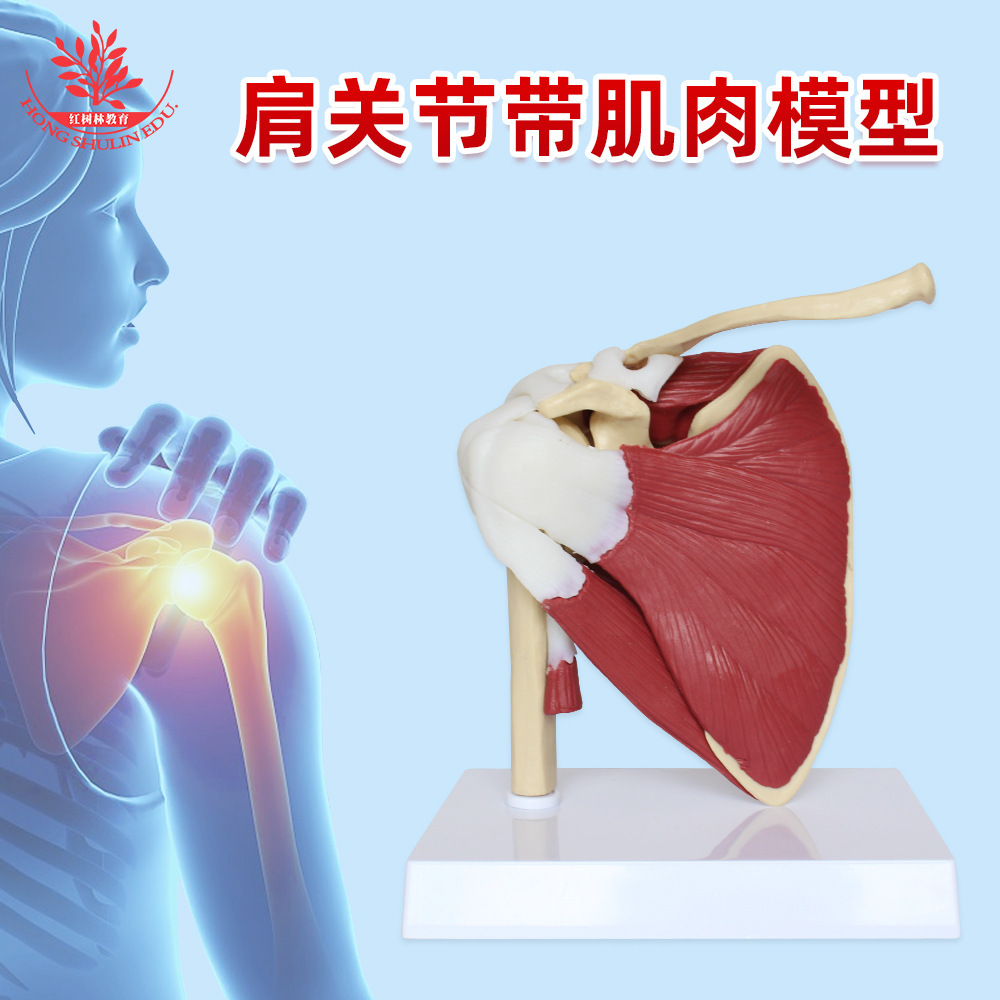 The shoulder joint muscle model, the PVC material, is active in the probolic medicine teaching adult shoulder joint model.