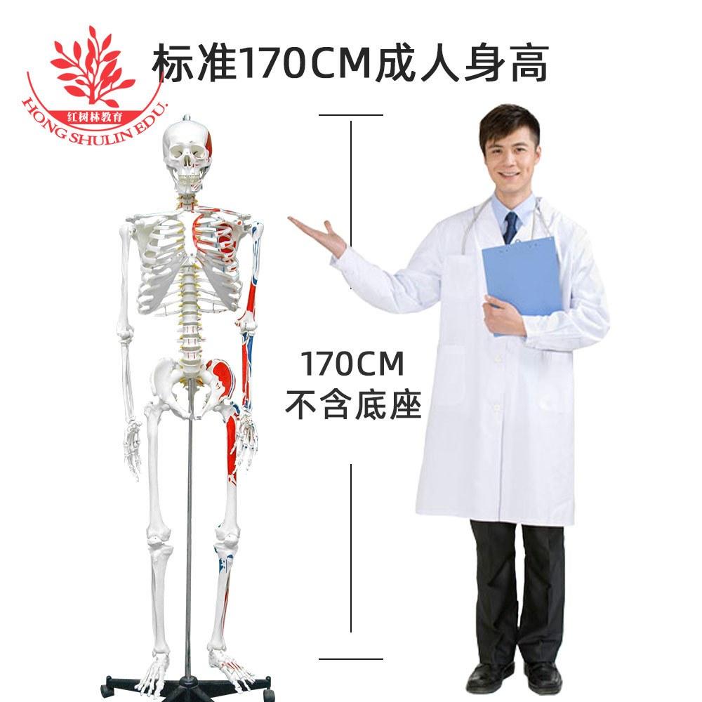 An adult bone-skull multi-skull-specific 45c85cm170cm human bone model.