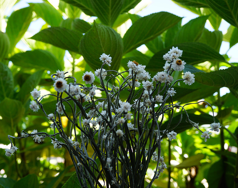 永生花/银苞菊/小菊花干花/居家装饰插花花艺花材婚庆拍摄保鲜花