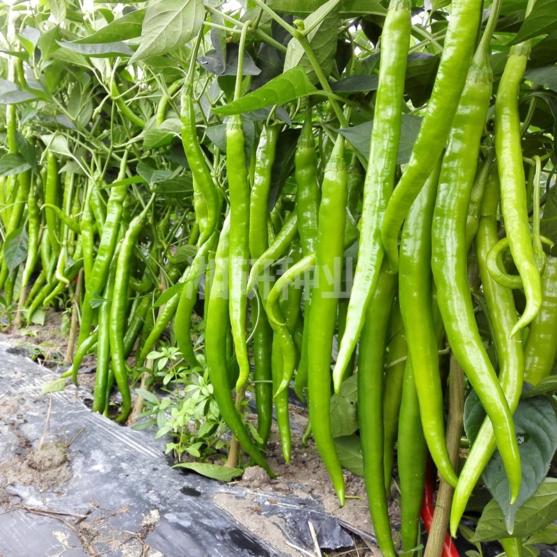 湘辣翠剑-湘研中早熟浅绿色顺直27-30CM线型辣椒蔬菜种子