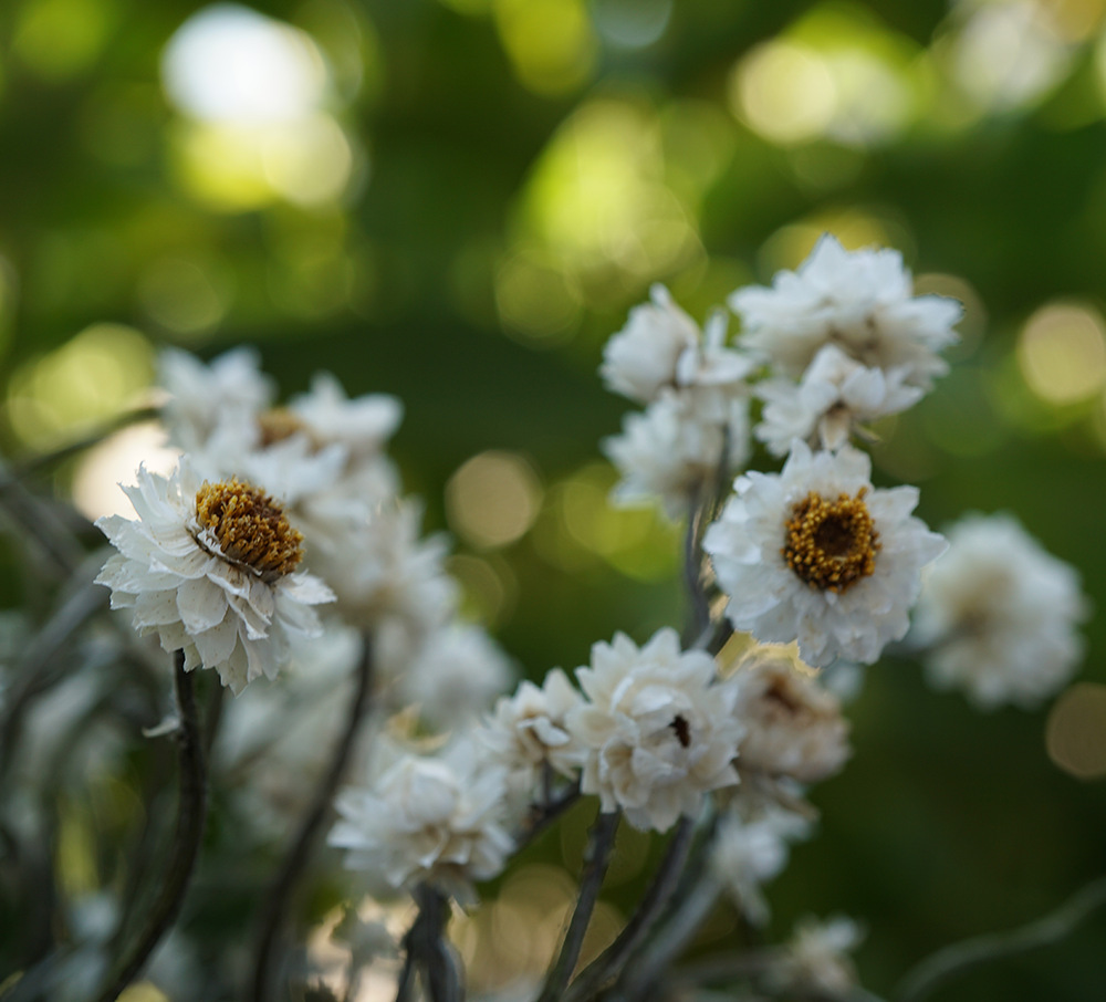 Bản năng/Siver daisy/Siver daisy/Hossy daisy / home mÃ tổ chức đám cưới hoa để quay hoa