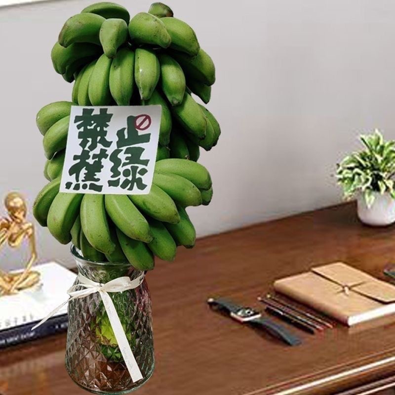붉은 물 재배 벨트는 테이블 녹색의 중대한 납품을 만듭니다.