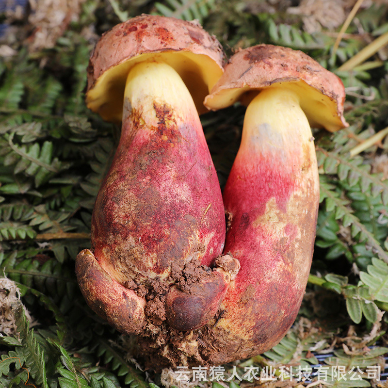 Yunnan eats the cactus onions, makes them fresh and delicious, up to 5 kilos of good.