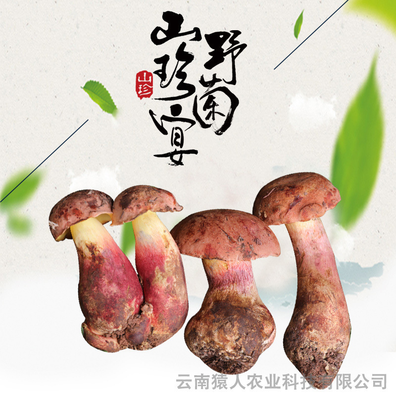 Yunnan eats the cactus onions, makes them fresh and delicious, up to 5 kilos of good.