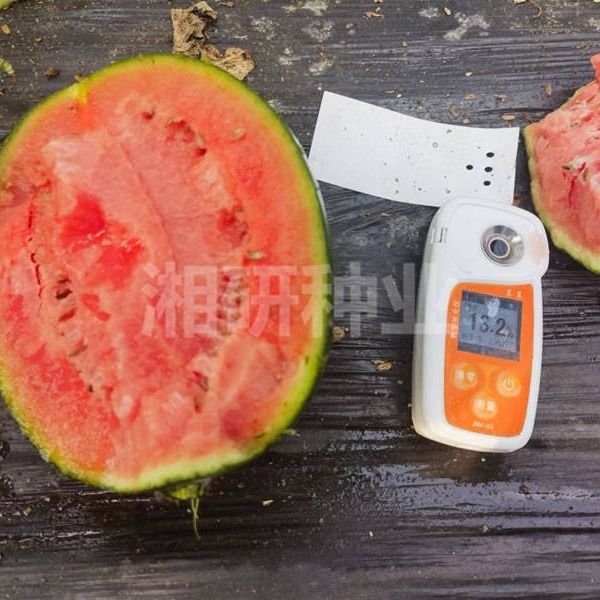 나는 90 일 동안 guacamole을 공부하고있다.