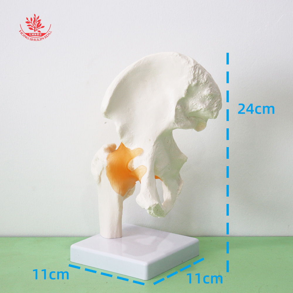 The human hip model FRT028 PVC material is taught with a functional adult hip joint.