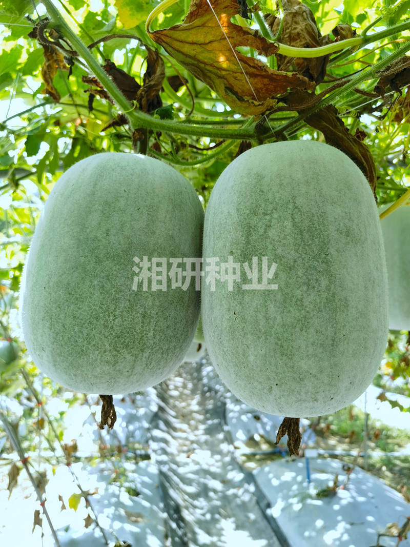 粉宝一号-湘研小粉冬瓜种子连续挂果多口感甜