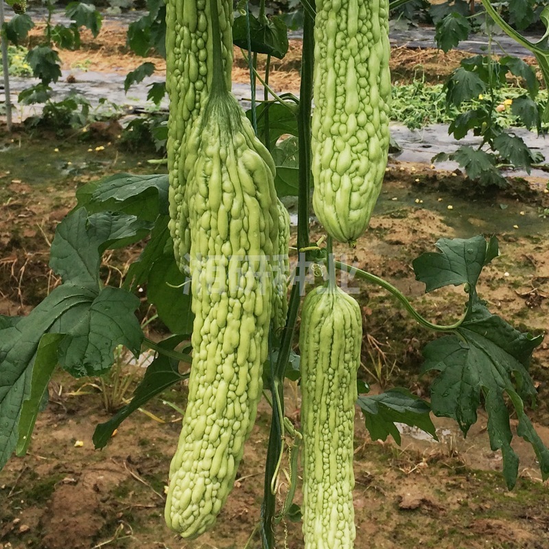 새로운 녹색 바다