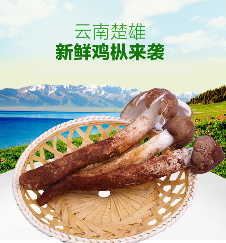 Yunnan làm gà, gà tươi có một loại nấm rất ngon.