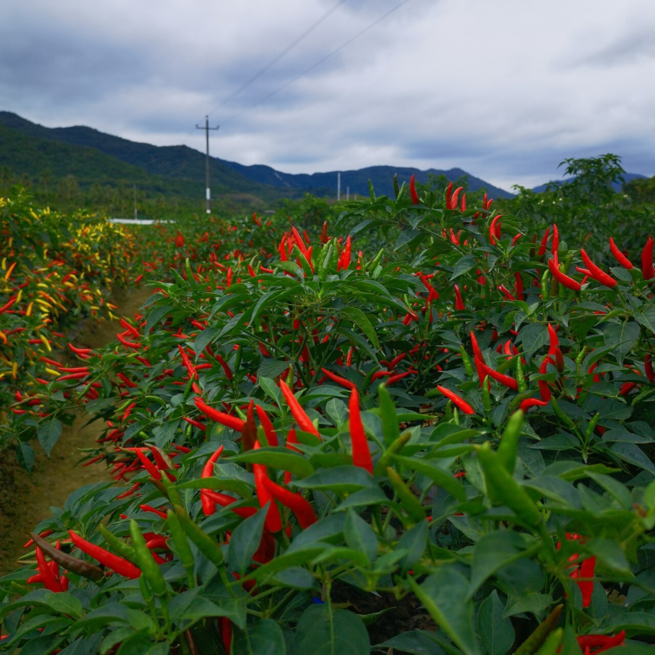 6.5 เซนติเมเตอร์ของพืชพริกสดแรกเกิดคู่ใช้เมล็ดที่ทนทาน - 54 เผ็ด