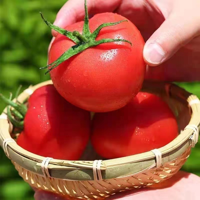 ♪ Sweet, juicy, fresh tomato ♪