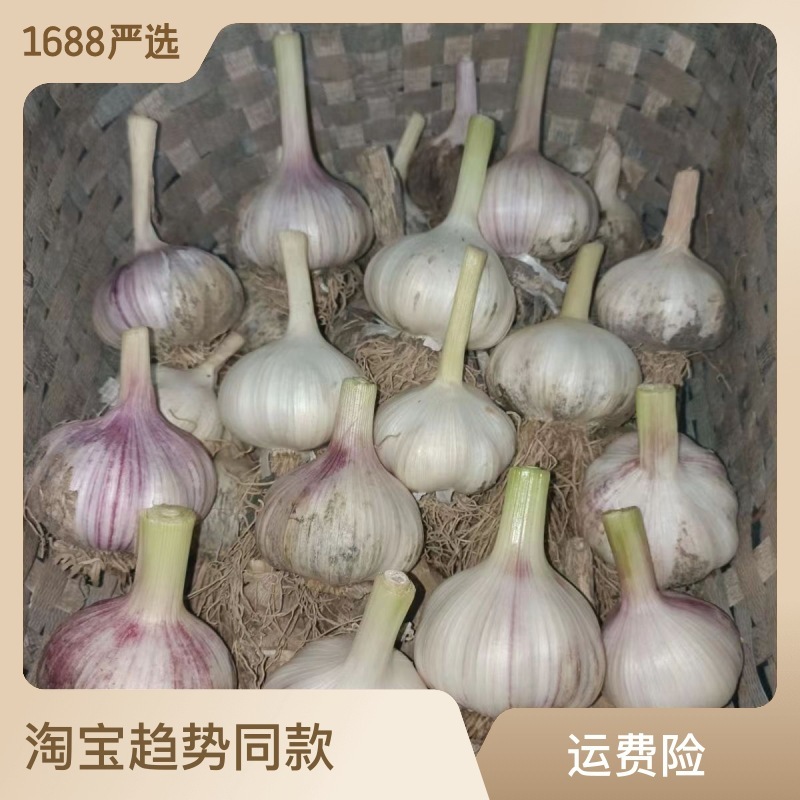 Wholesale, 2024, 5 cm of garlic, 1 cm of garlic.